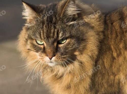 Preview: Cat With Pedigree