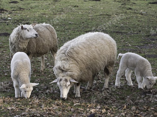 Preview: Sheeps