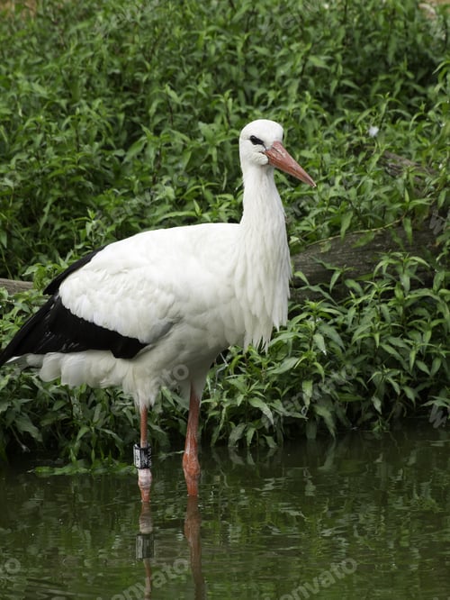 Preview: Many Storks