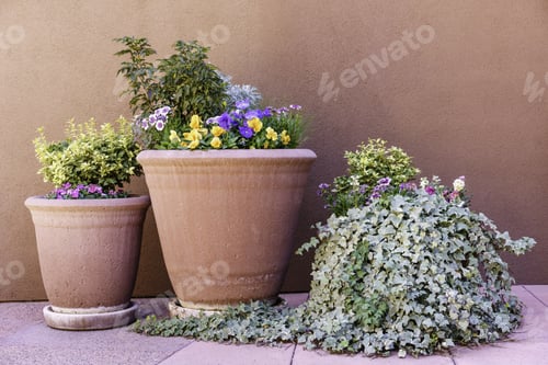 Preview: Arrangement Of Desert Flowers In Three Pots, One With Overflowing Creeper, By Exterior Wall