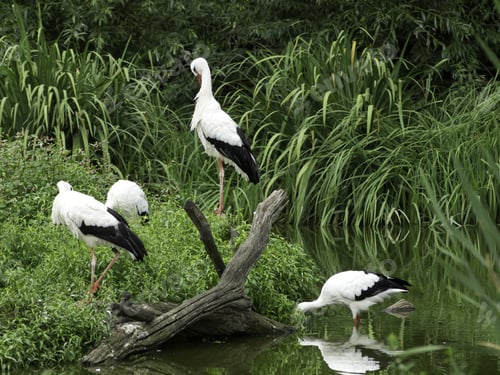Preview: Storks