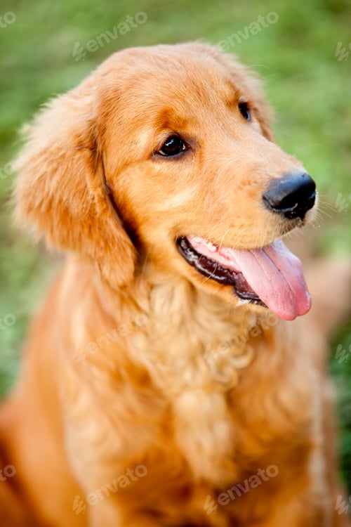 Preview: Beautiful Dog Staying Alert At The Park