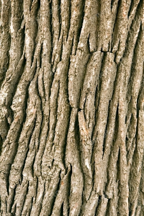 Preview: Bark On Oak Tree