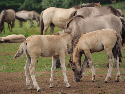 Preview: Wild Horses In Germany