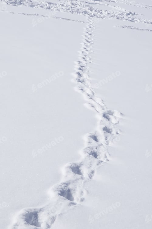 Preview: Single Path Of Footprints Across Snow Joins Many Others In The Distance