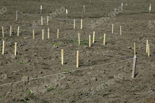 Preview: Community Garden Plots Laid Out With Wooden Stakes And Twine And String