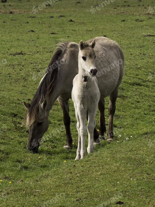 Preview: Horses
