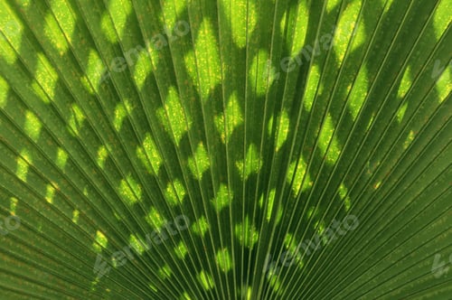 Preview: Close-Up Of Blue Latan Palm -- Scientific Name, Latania Loddigesii