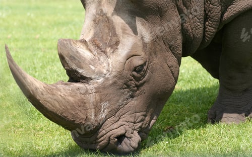 Preview: Rhino Portrait