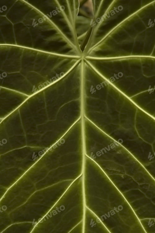 Preview: Tropical Leaf