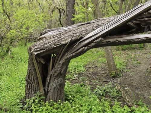 Preview: Storm Damage: Broken Tree In Woods, Springtime In Northern Illinois