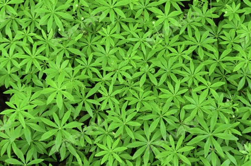 Preview: Sweet Woodruff (Botanical Name: Galium Odoratum), A Perennial Used In Medicine, Cooking, And