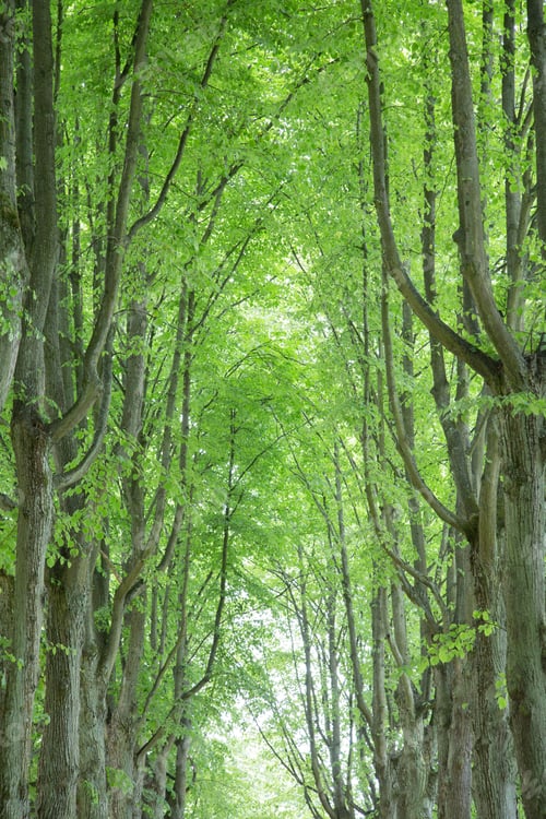 Preview: Slottstradgardens Park; Malmo; Sweden