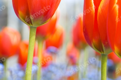 Preview: Close Up Of Spring Tulips.