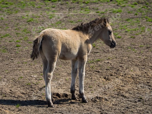 Preview: Wild Horses In Germany