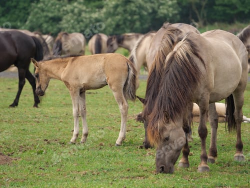 Preview: Wild Horses In Germany