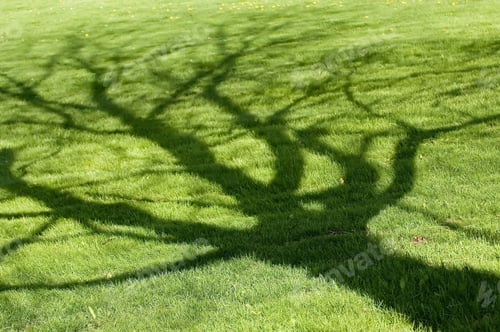 Preview: Tree Shadow On Short Green Grass In Spring