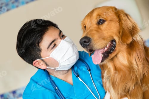 Preview: Portrait Of A Veterinarian Checking A Beautiful Dog