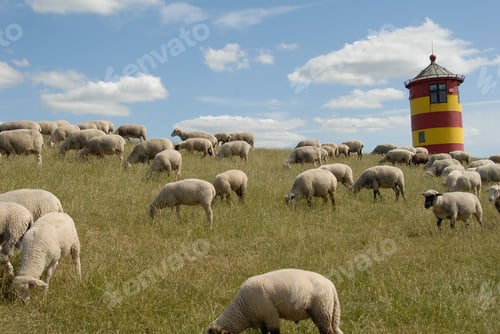 Preview: Sheeps On The Dike