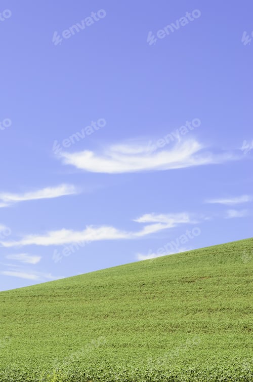 Preview: Green Field Of Wheat In Springtime On Hillside Under Cirrus Clouds In Blue Sky