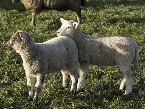 Preview: Sheep