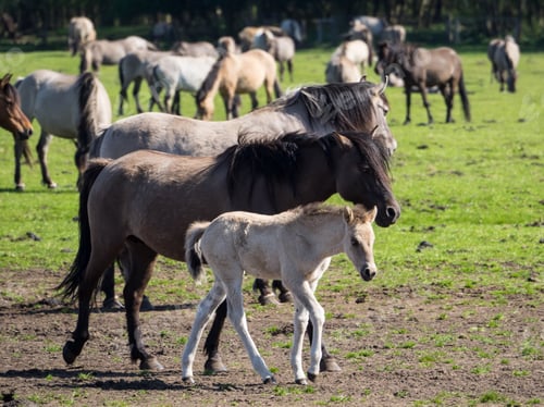 Preview: Wild Horses In Germany