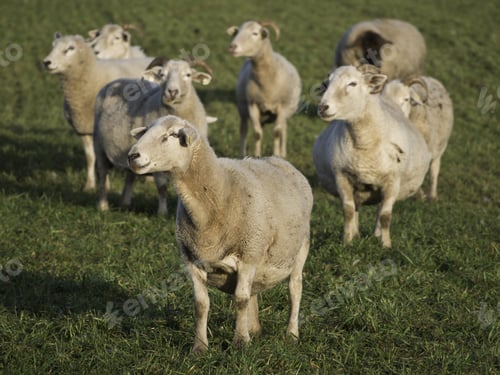 Preview: Sheep
