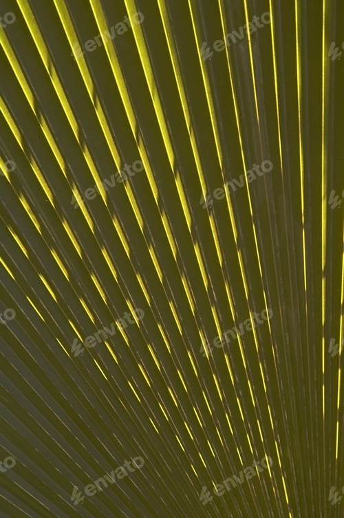 Preview: Palm Fronds