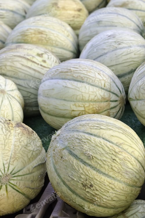 Preview: Charentais Melons, Also Known As French Cantaloupes, At Farmer'S Market (Foreground Focus)