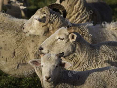 Preview: Sheeps