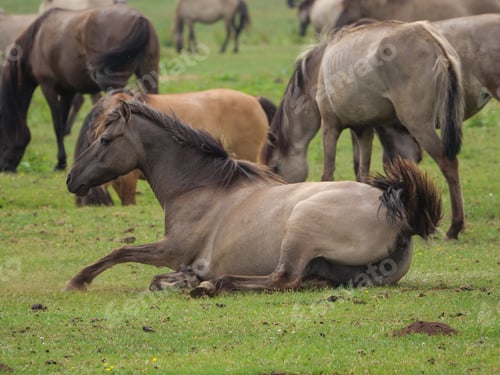 Preview: Wild Horses In Germany