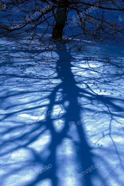 Preview: Long Tree Shadows On Snow