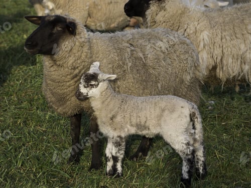 Preview: Sheep