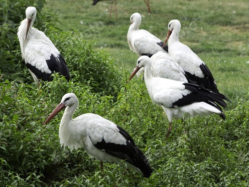 Preview: Many Storks