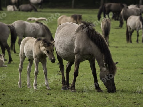 Preview: Wild Horses In Germany