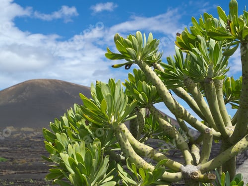 Preview: Lanzarote