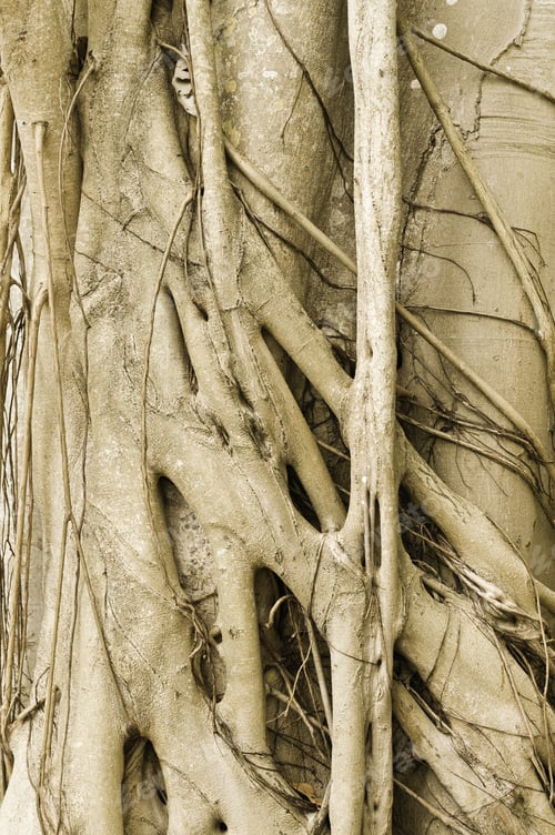 Preview: Bizarre Trunk Of Tropical Tree (Botanical Name: Ficus Altissima) In The Mulberry Family, Native To