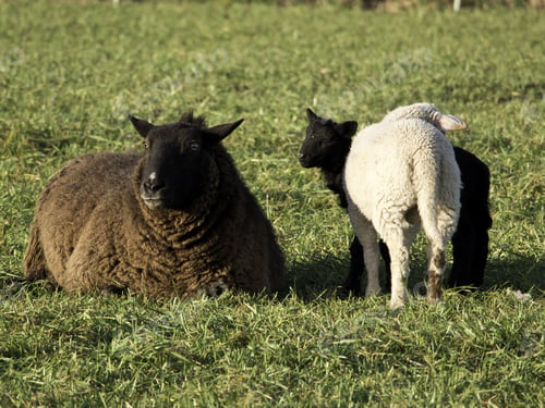 Preview: Sheep In Germany