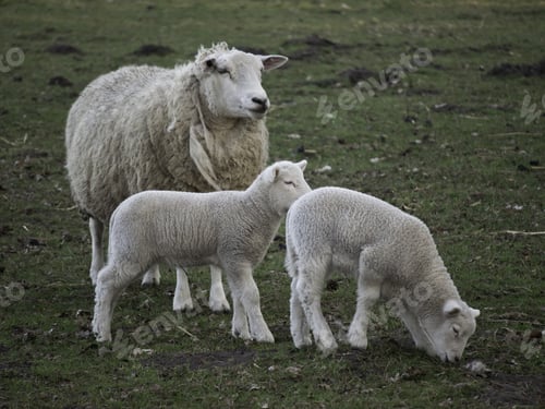 Preview: Sheeps