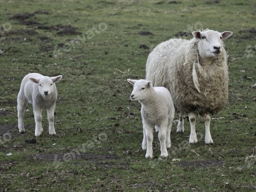 Preview: Sheeps