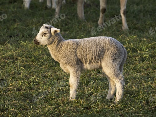 Preview: Sheep