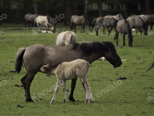 Preview: Wild Horses In Germany