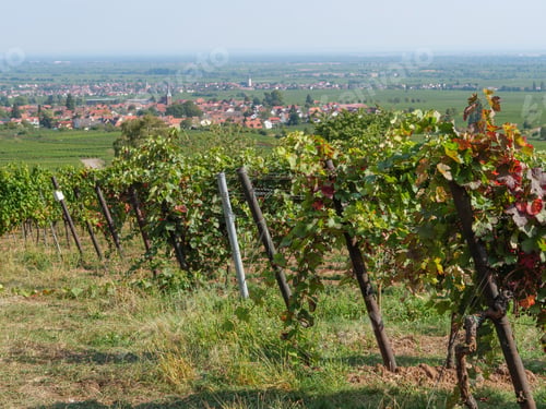 Preview: Vineyards In Germany