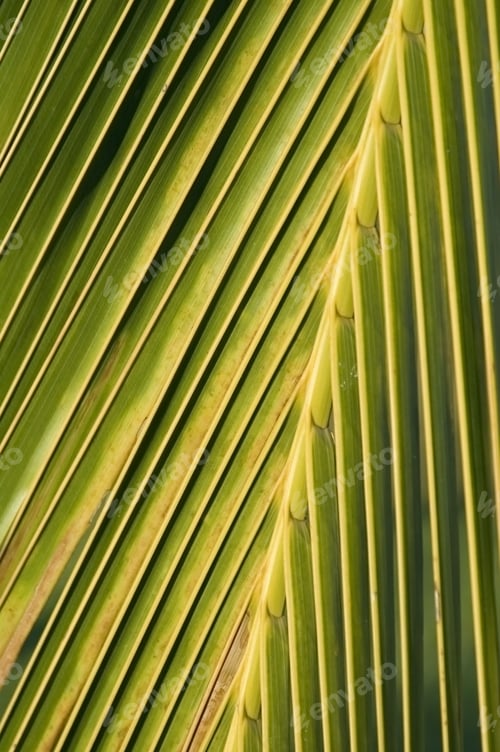 Preview: Close-Up Of Palm Leaf