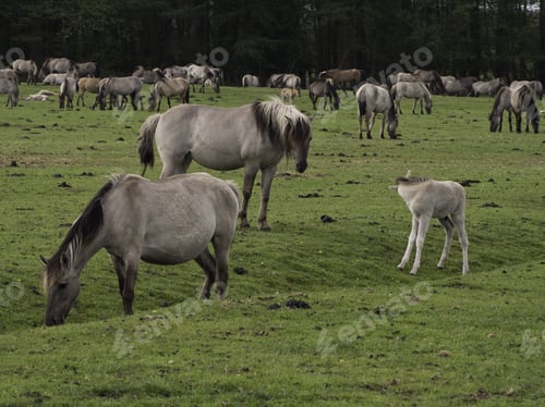 Preview: Wild Foal