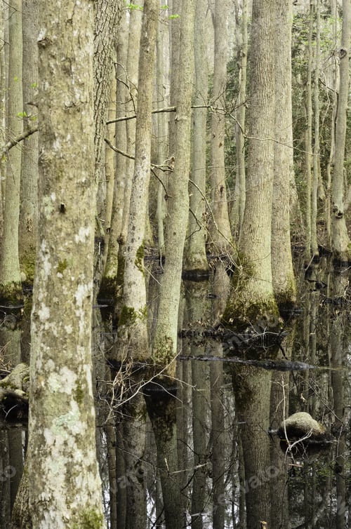 Preview: Repetition In Maritime Forest Ecology: Cypress Swamp In First Landing State Park, Virginia Beach