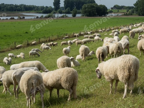 Preview: Sheeps On The Dike