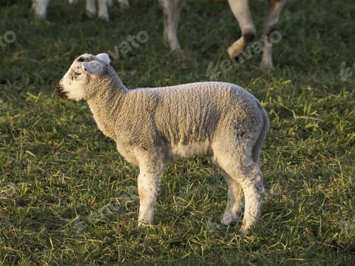 Preview: Sheep