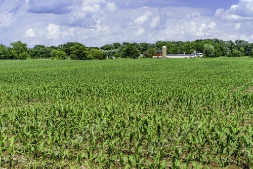 Preview: Field Of Corn Early In June, With Community Dairy Farm And Windbreak Of Deciduous Trees In The