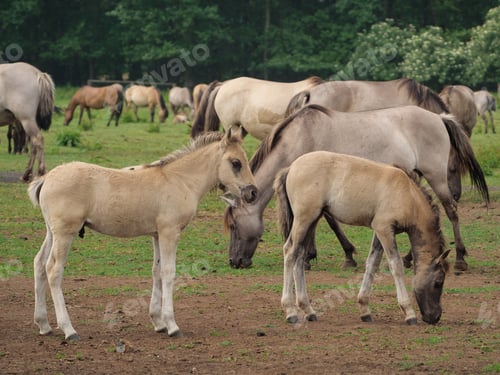 Preview: Wild Horses In Germany